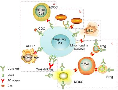 Targeting CD38 for acute leukemia